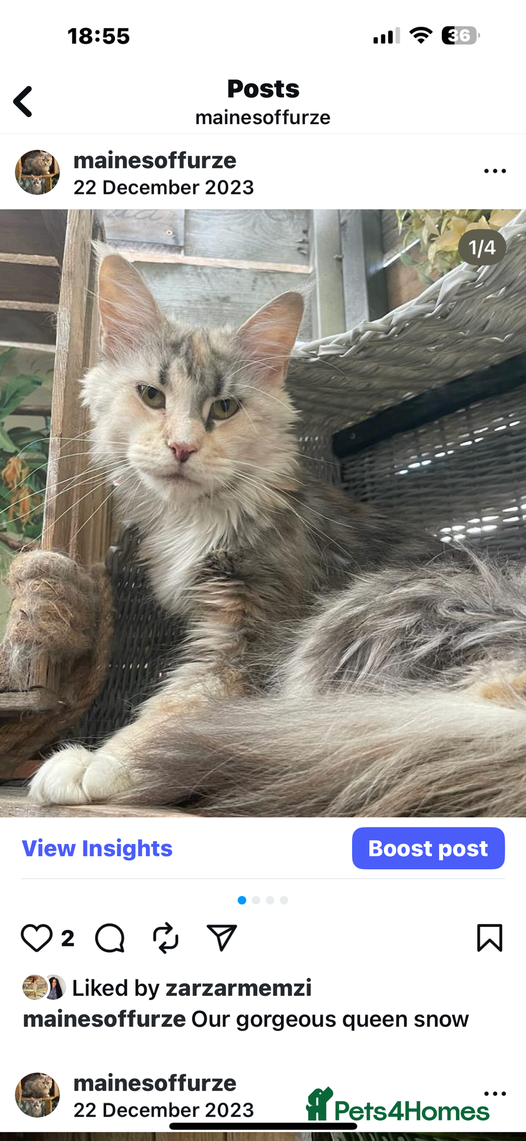 Maine Coon cats for sale: Retired MaineCoon Queen - Advert 2