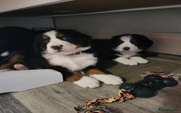 Bernese Mountain Dog dogs for sale: Bernese Mountain Puppies - Image 2