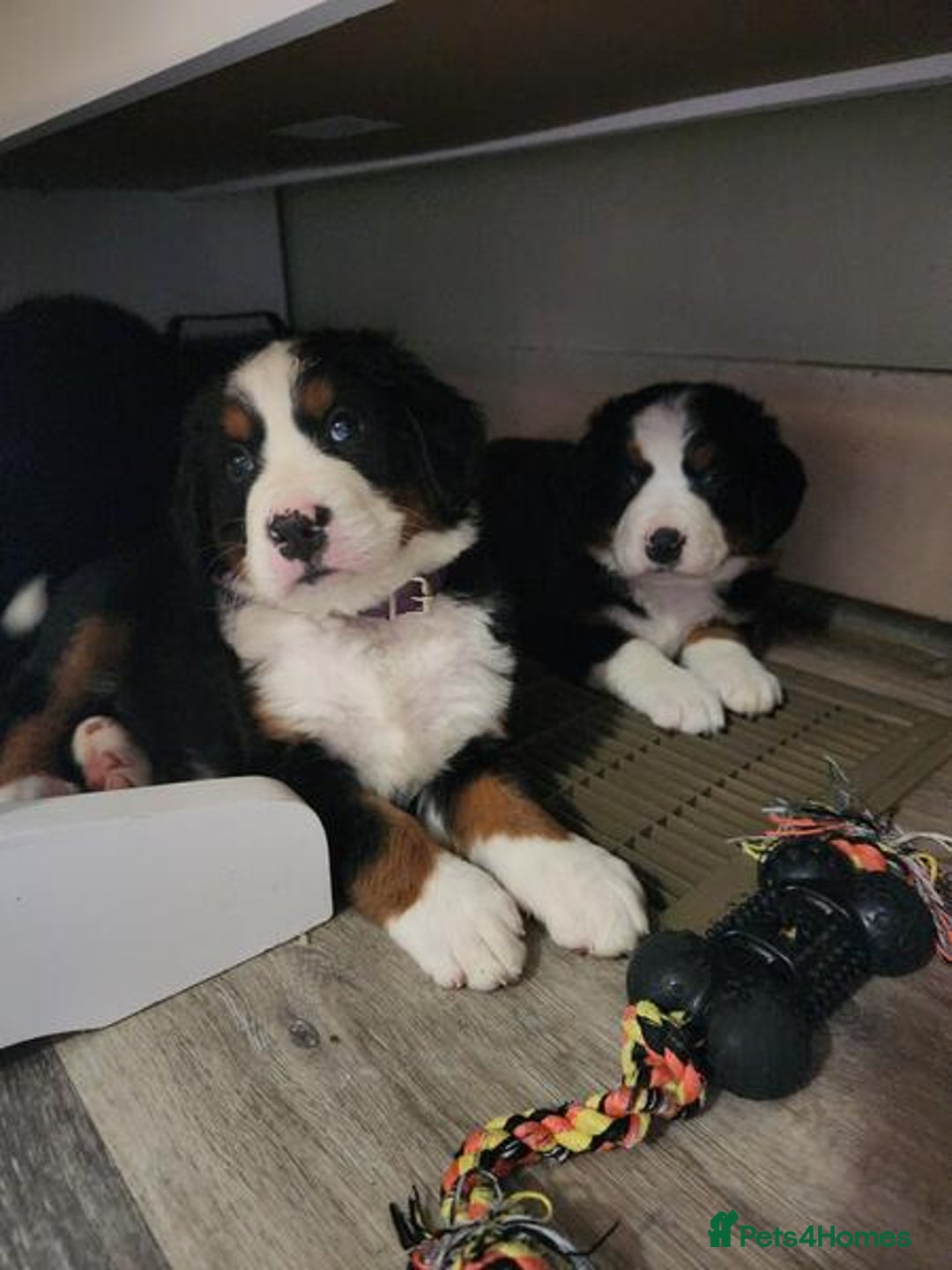 Bernese Mountain Dog dogs for sale: Bernese Mountain Puppies - Image 2