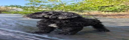Sheepadoodle dogs for sale: last sheepadoodle  - Advert 6