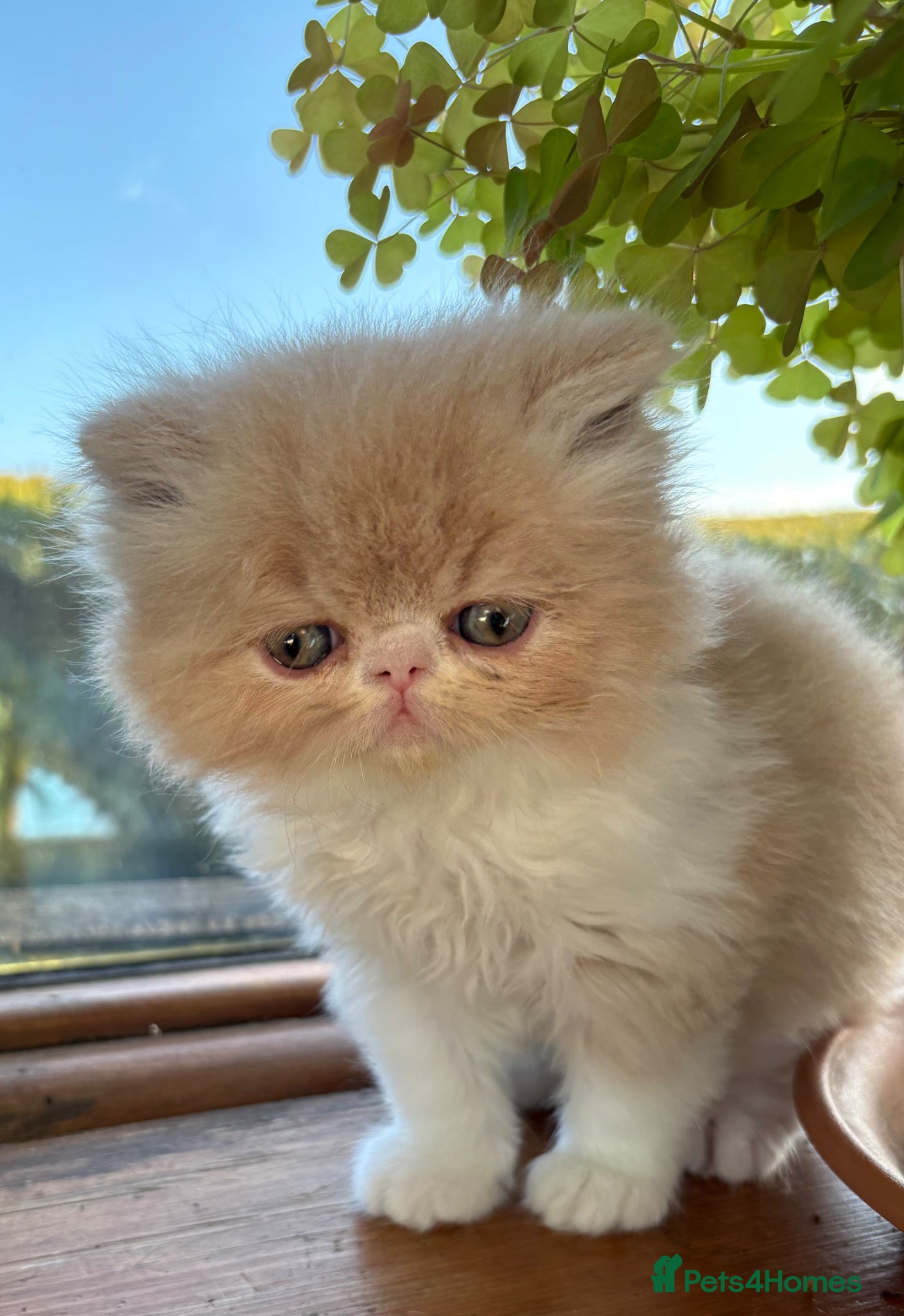 Exotic cats 4 Exotic Kittens  - Advert 17