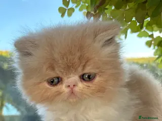 Exotic cats 4 Exotic Kittens - Advert 17