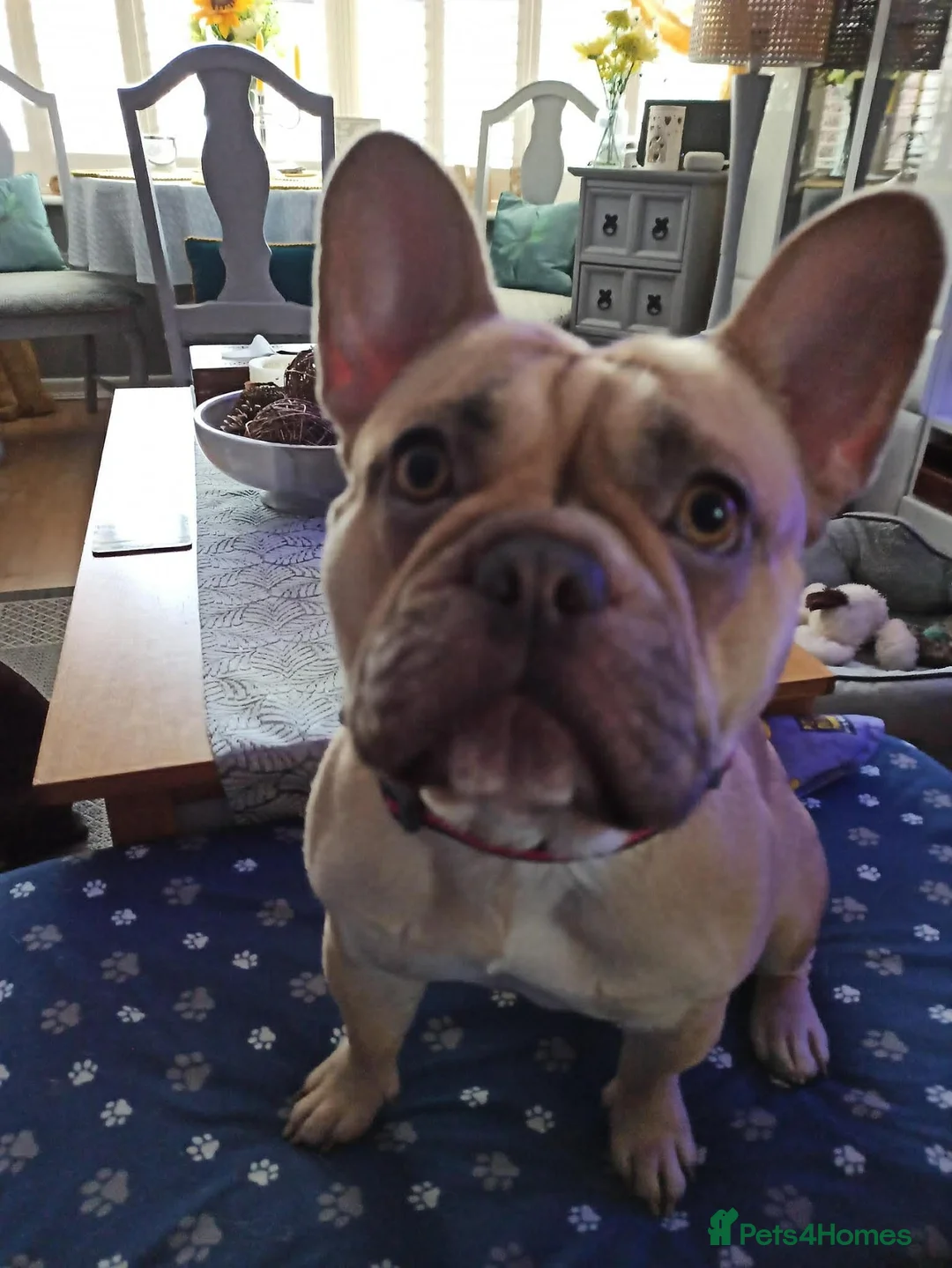 French Bulldog dogs for sale: Elsa French bulldog  - Advert 1