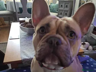 French Bulldog dogs Elsa French bulldog - Advert 1