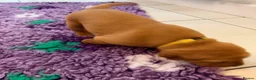 Labrador Retriever dogs for sale: Red Fox Labradors - Advert 14