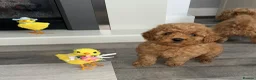 Maltipoo dogs for sale: Tiny Toy Maltipoo puppies - Advert 11