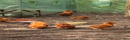 Chickens poultry for sale: Chicks (various breeds) - Advert 17