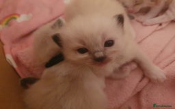Ragdoll cats for sale: PEDIGREE RAGDOLL KITTENS FROM GCCF REGISTERED - Image 9