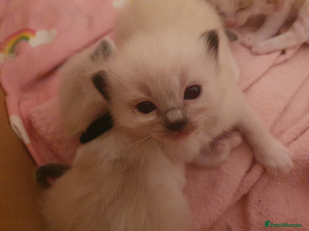 Ragdoll cats for sale: PEDIGREE RAGDOLL KITTENS FROM GCCF REGISTERED - Image 9