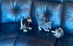 British Shorthair cats for sale: 5 adorable kittens  - Image 14