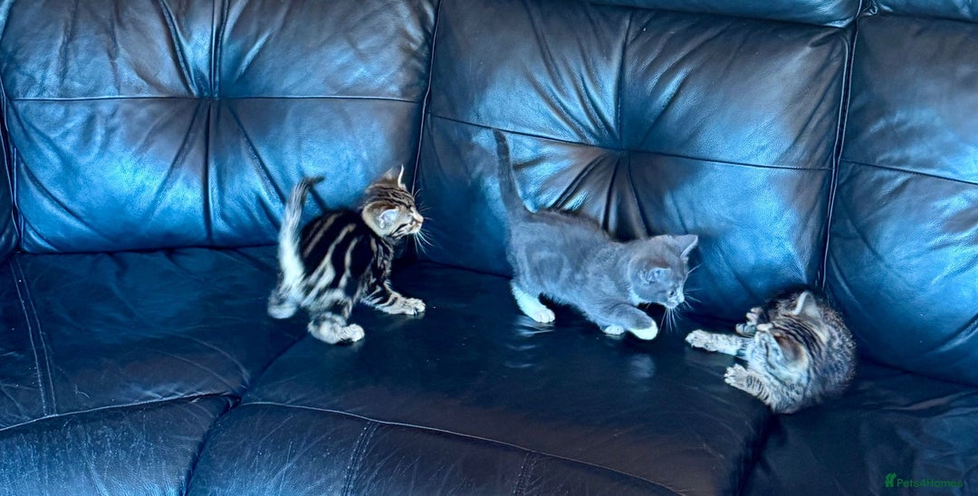 British Shorthair cats for sale: 5 adorable kittens  - Image 14