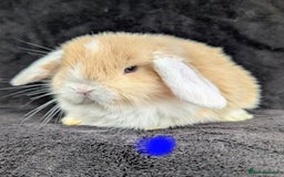Mini Lop rabbits for sale: ❤️🐰Mini lop bunnies🐰❤️ - Image 6