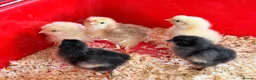 Chickens poultry for sale: Baby Chicks for sale!!  in Coventry - Advert 5