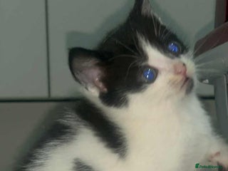 Domestic Shorthair cats Adorable Kittens! 🐾1 left £80 - Advert 9