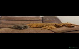 Cocker Spaniel dogs for sale: 3 boy Golden Cocker Spaniel puppies  - Image 12