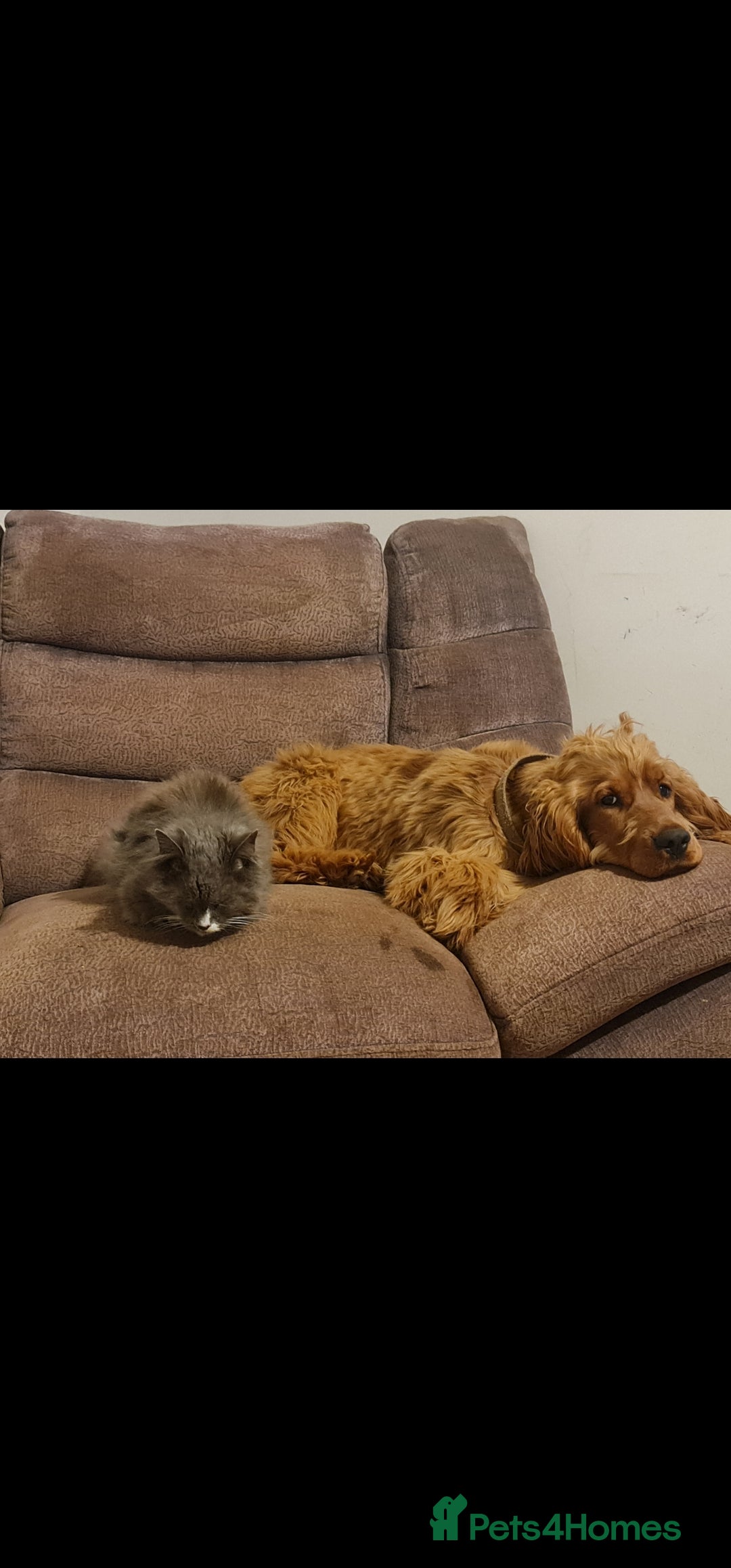 Cocker Spaniel dogs for sale: 3 boy Golden Cocker Spaniel puppies  - Image 12