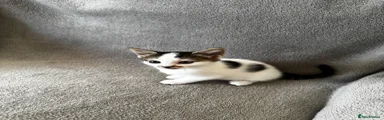 Mixed Breed 4