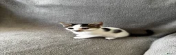 Mixed Breed cats for sale: 4 Adorable Little Kittens for sale in Watford - Advert 10