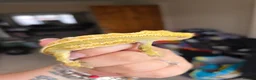 Gecko reptiles for sale: Baby, juvenile & 2 adult crested geckos for sale  - Advert 13