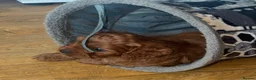 Cavapoo dogs for sale: F1 cavapoos ready to reserve - Advert 6