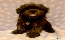 Maltipoo dogs for sale: Ready Now-Stunning Maltipoo Puppies⭐️DNA Tested ⭐️ - Image 7