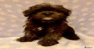 Maltipoo dogs - Advert 4