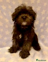 Maltipoo dogs - Advert 4