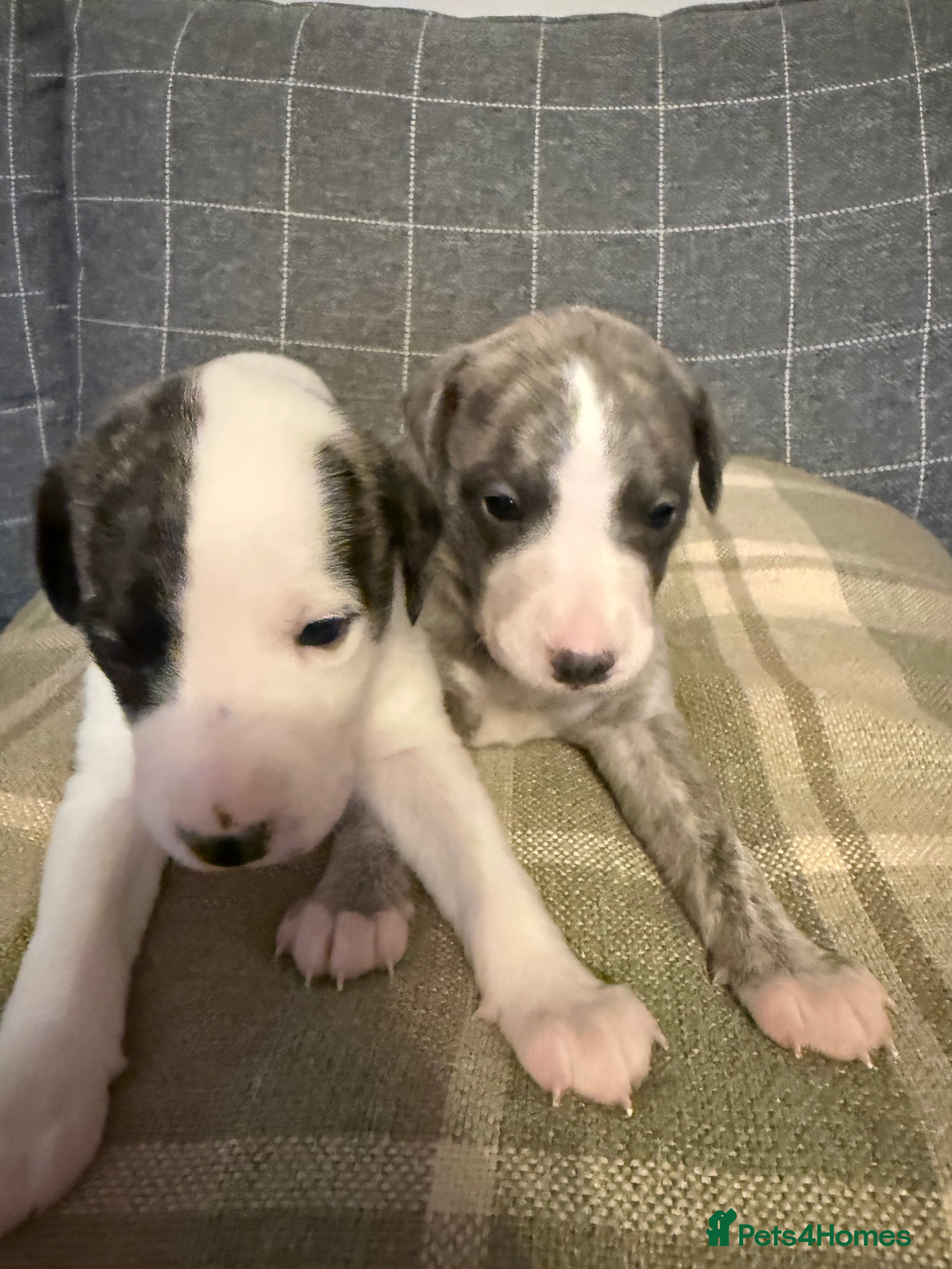 Whippet dogs KC registered brindle Whippets  - Advert 2