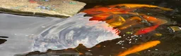Koi Carp fish for sale: Koi carp x 4 1 grass carp 2 tri goldfish 7 fish  - Advert 12