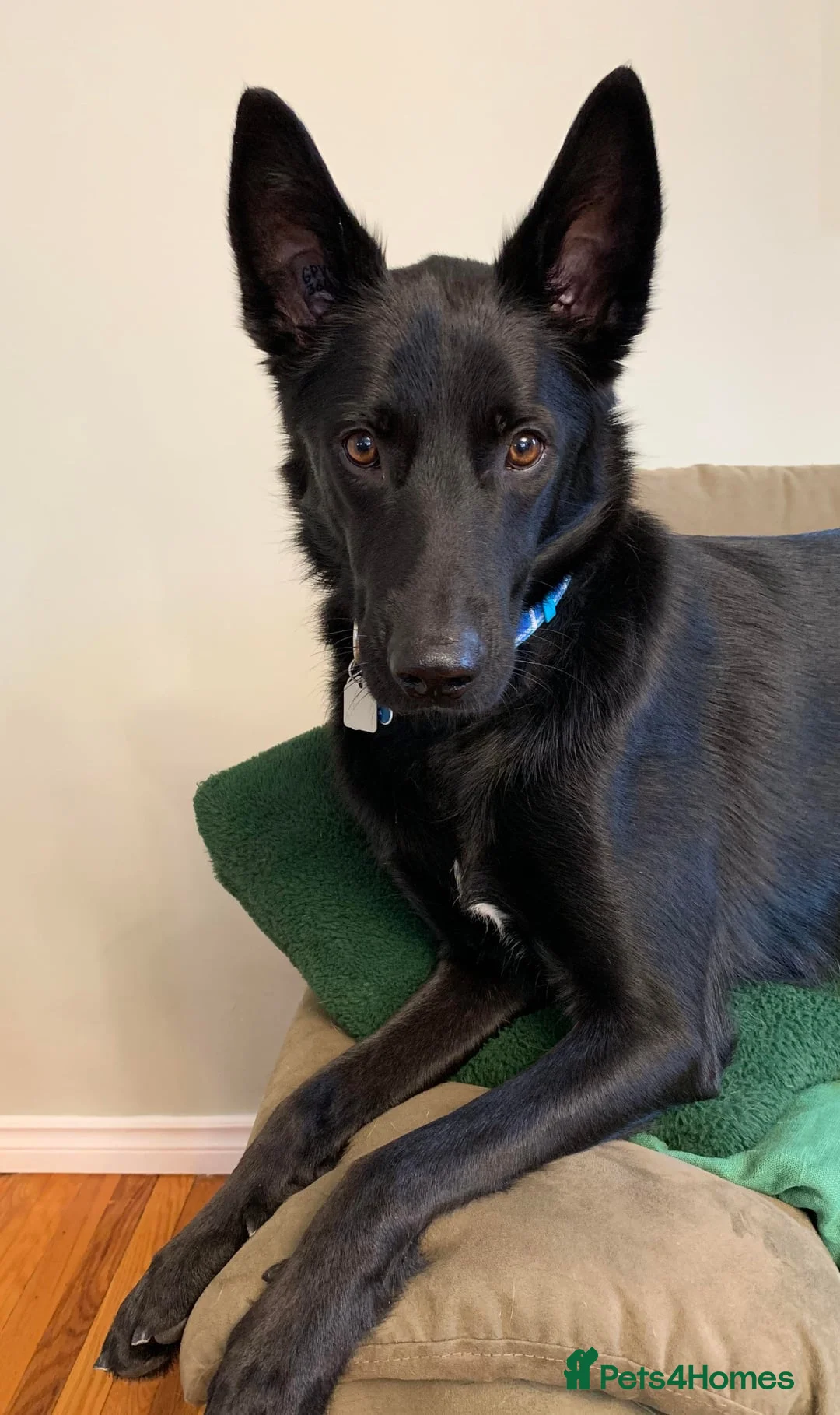 Mixed Breed dogs for sale: Red puppy for rehome  - Advert 5