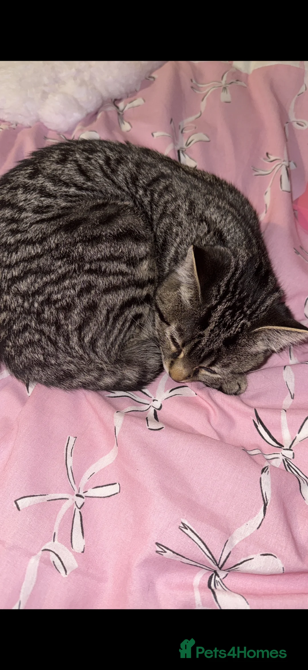 Domestic Shorthair cats for sale: Female kitten to be re-homed  - Advert 2