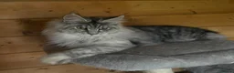 Maine Coon cats for sale: GCCF Registered Maine coon looking for loving home in Tonbridge - Advert 1