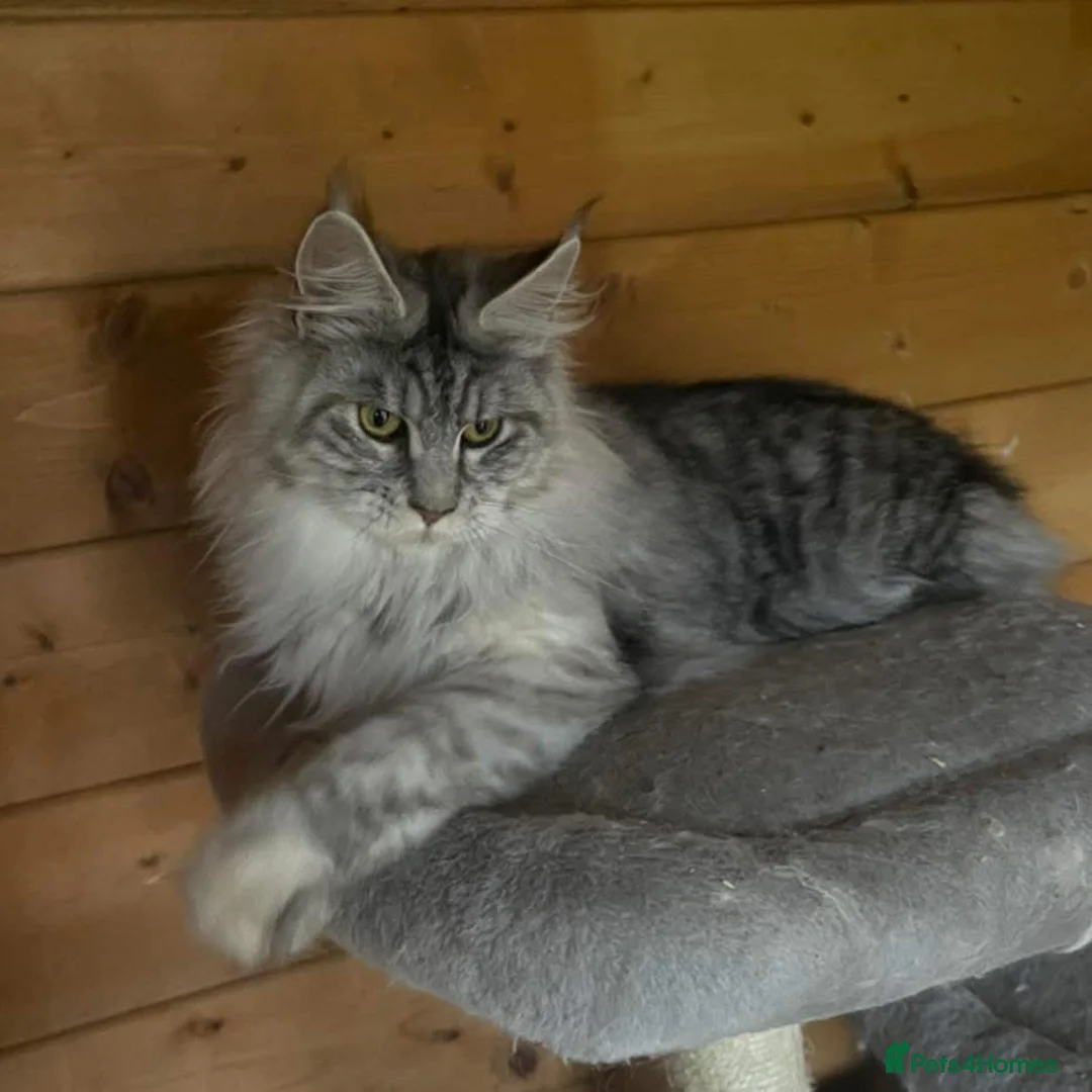 Maine Coon cats for sale: GCCF Registered Maine coon looking for loving home in Tonbridge - Advert 1