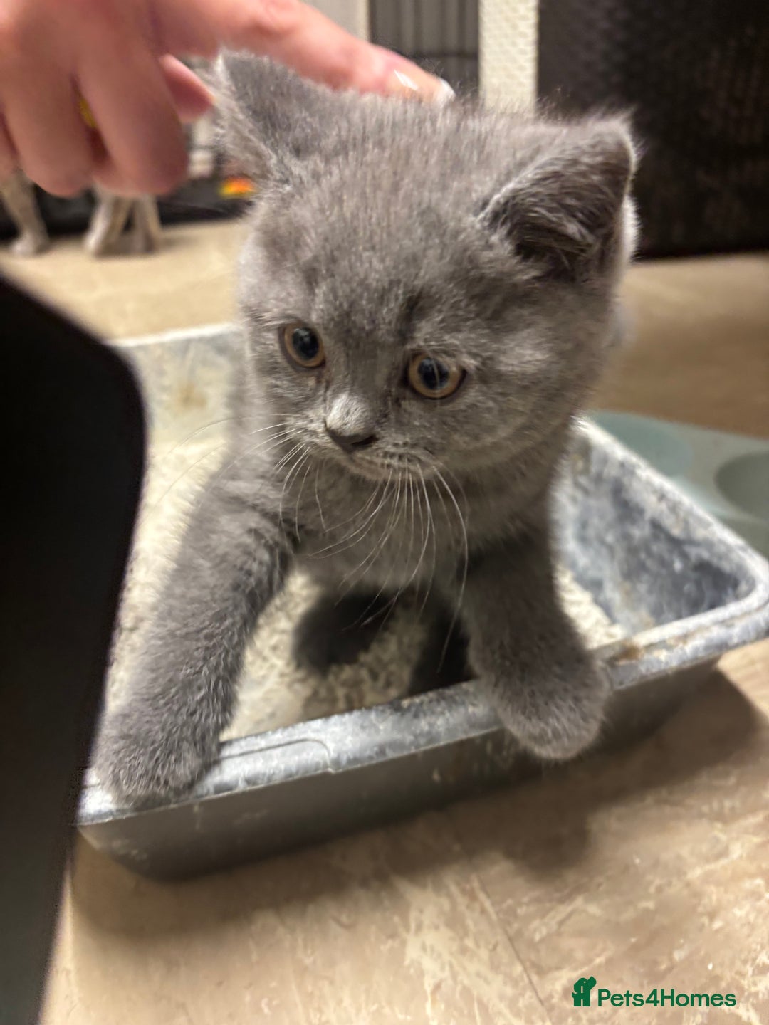 British Shorthair cats for sale: Beautiful Blue Boy - Advert 4
