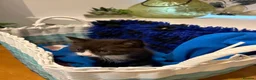 Mixed Breed cats for sale: Beautiful kittens  - Advert 12