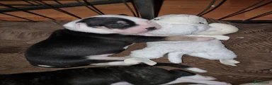 Black and white with fawn tri markings 