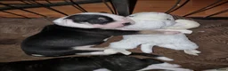 Mixed Breed dogs for sale: Beautiful Staffordshire cross puppies  in Stoke-on-Trent - Advert 6