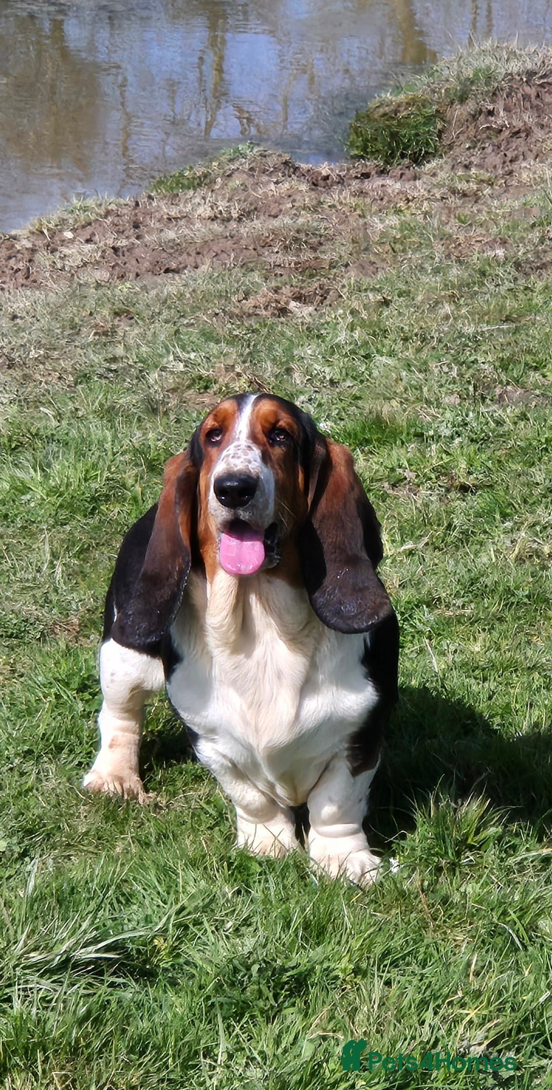 Mixed Breed dogs for sale: Retriever x Basset Hound hybrid Puppies Puppies  - Advert 13