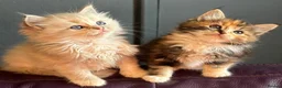 Ragdoll cats for sale: TICA Reg Rare Cherubim Ragdolls - Advert 20