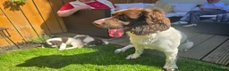 English Springer Spaniel dogs for stud: English springer spaniel for Stud 'Proven' - Advert 9