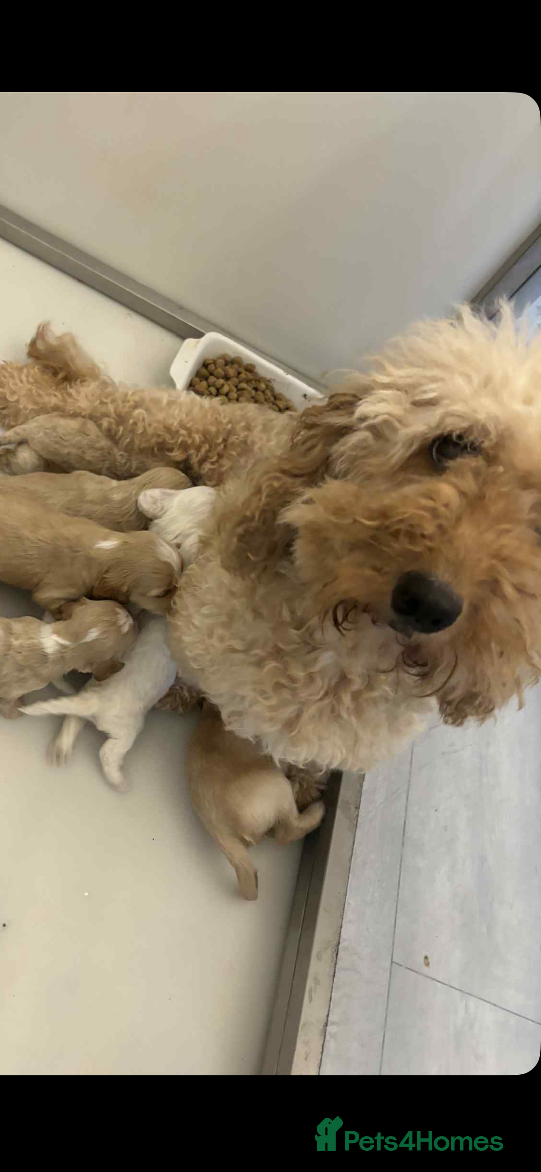 Cockapoo dogs for sale: Cockerpoo - Advert 9