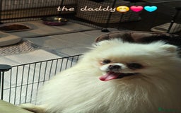 Pomeranian dogs for sale: GEORGEUS LOVELY POMERANIAN PUPPY'S 🐶07587756229🐶 - Image 14