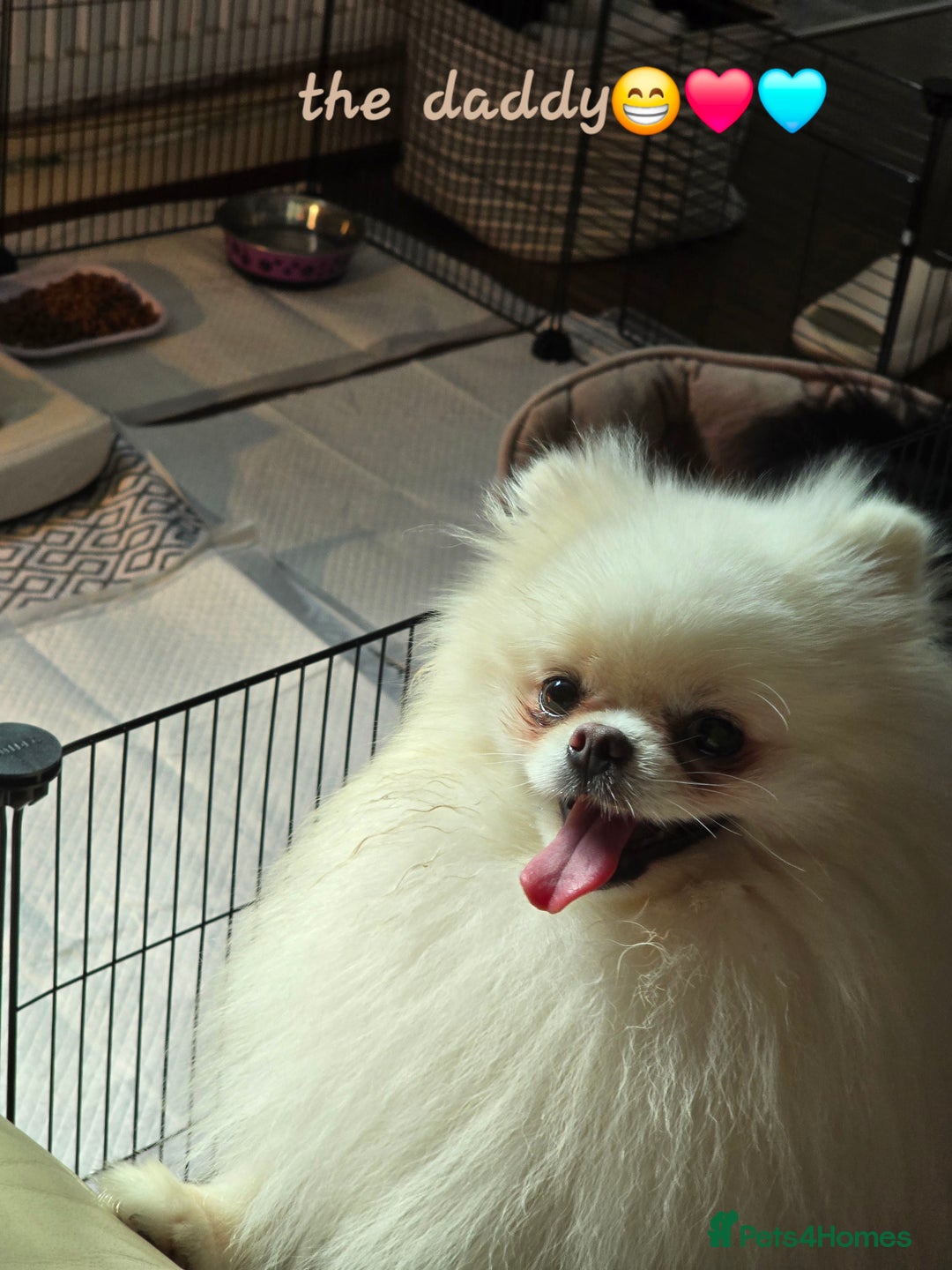 Pomeranian dogs for sale: GEORGEUS LOVELY POMERANIAN PUPPY'S 🐶07587756229🐶 - Image 14
