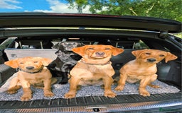 Labrador Retriever dogs for sale: Beautiful labrador Girl - Image 10