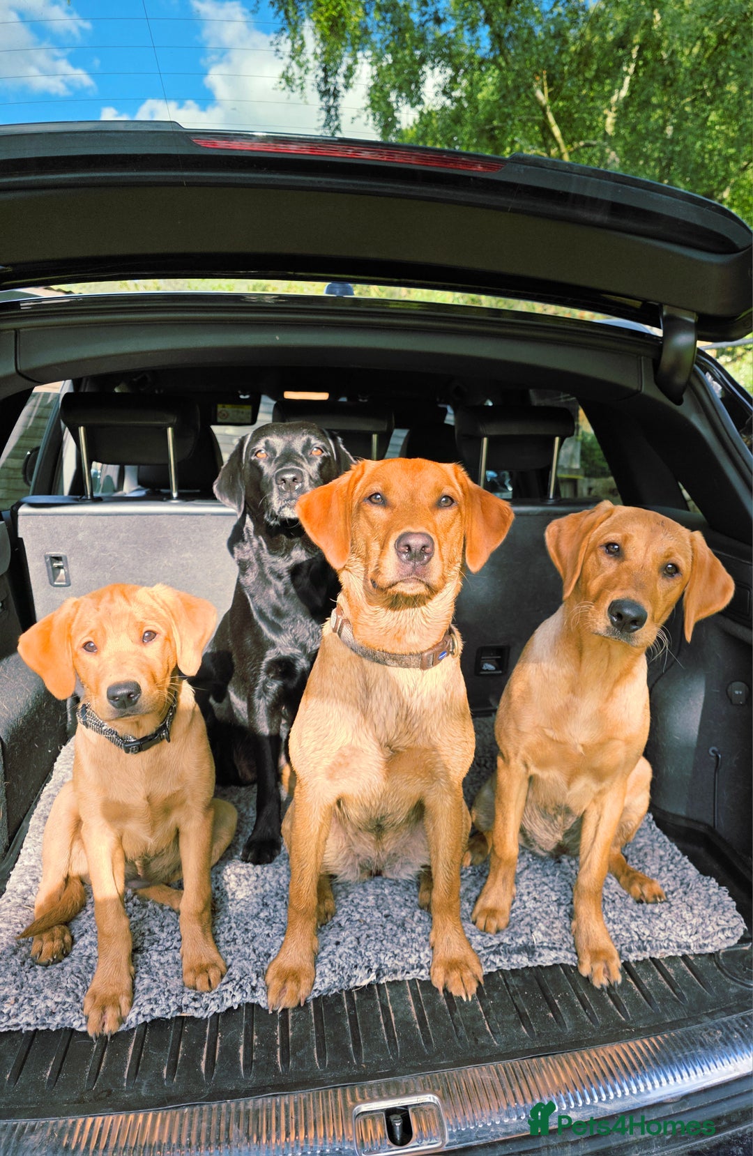 Labrador Retriever dogs for sale: Beautiful labrador Girl - Image 10
