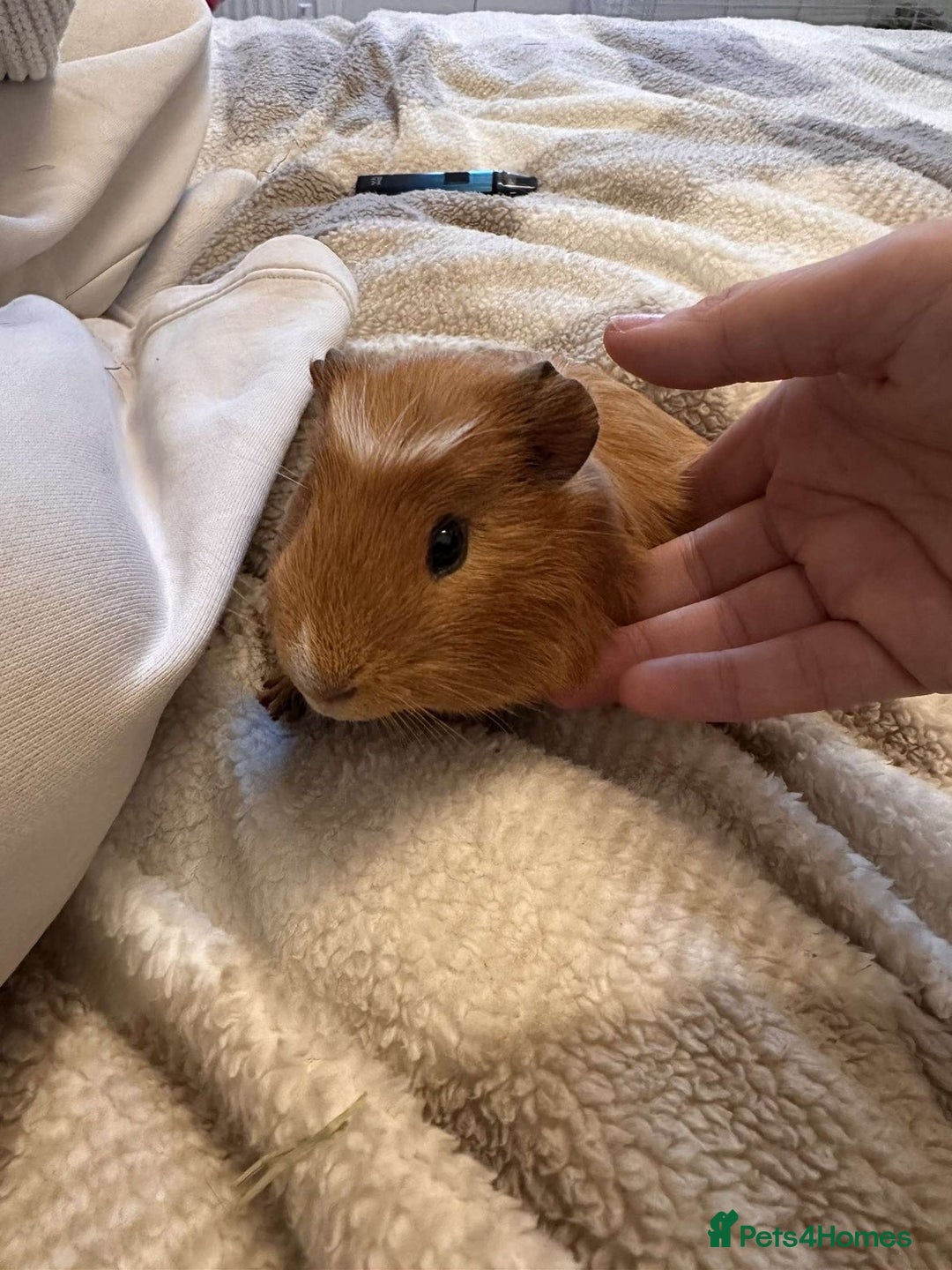 Guinea Pig rodents for sale: 2 10 month old Guinea Pigs for sale  - Image 2