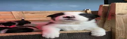 Border Collie dogs for sale: 🐾Working Border Collie Puppies–5 Boys & 1 Girl🐾 - Advert 9