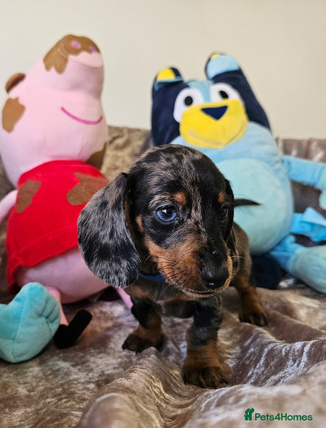 Dachshund dogs for sale: Charming Mini Dachshund Puppies  - Advert 6