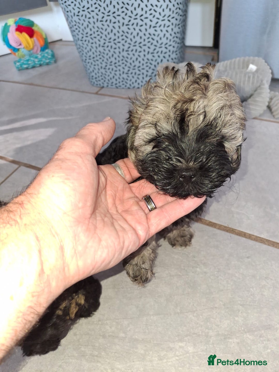 Shihpoo dogs for sale: Shih-poo on shih-poo Puppies  - Image 23