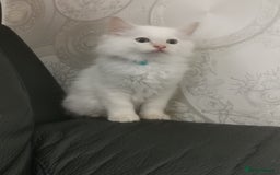 Ragdoll cats for sale: Pure breed health tested ragdoll kittens  - Image 1